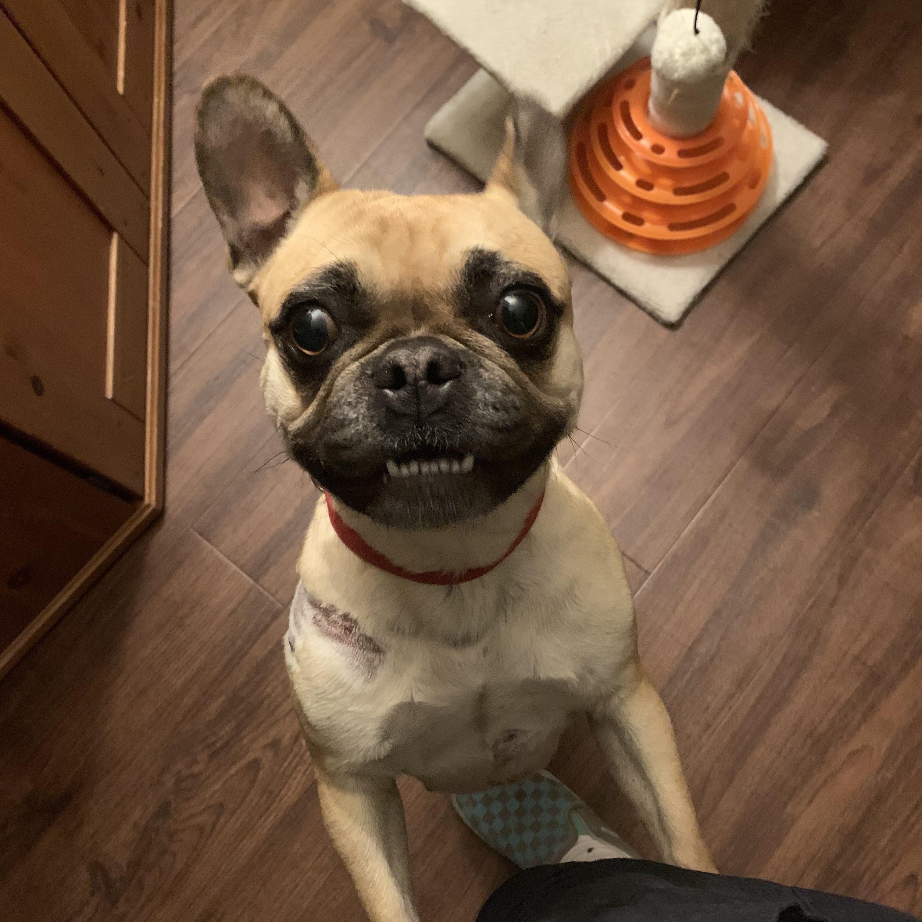 Toasty — thumbnail 2