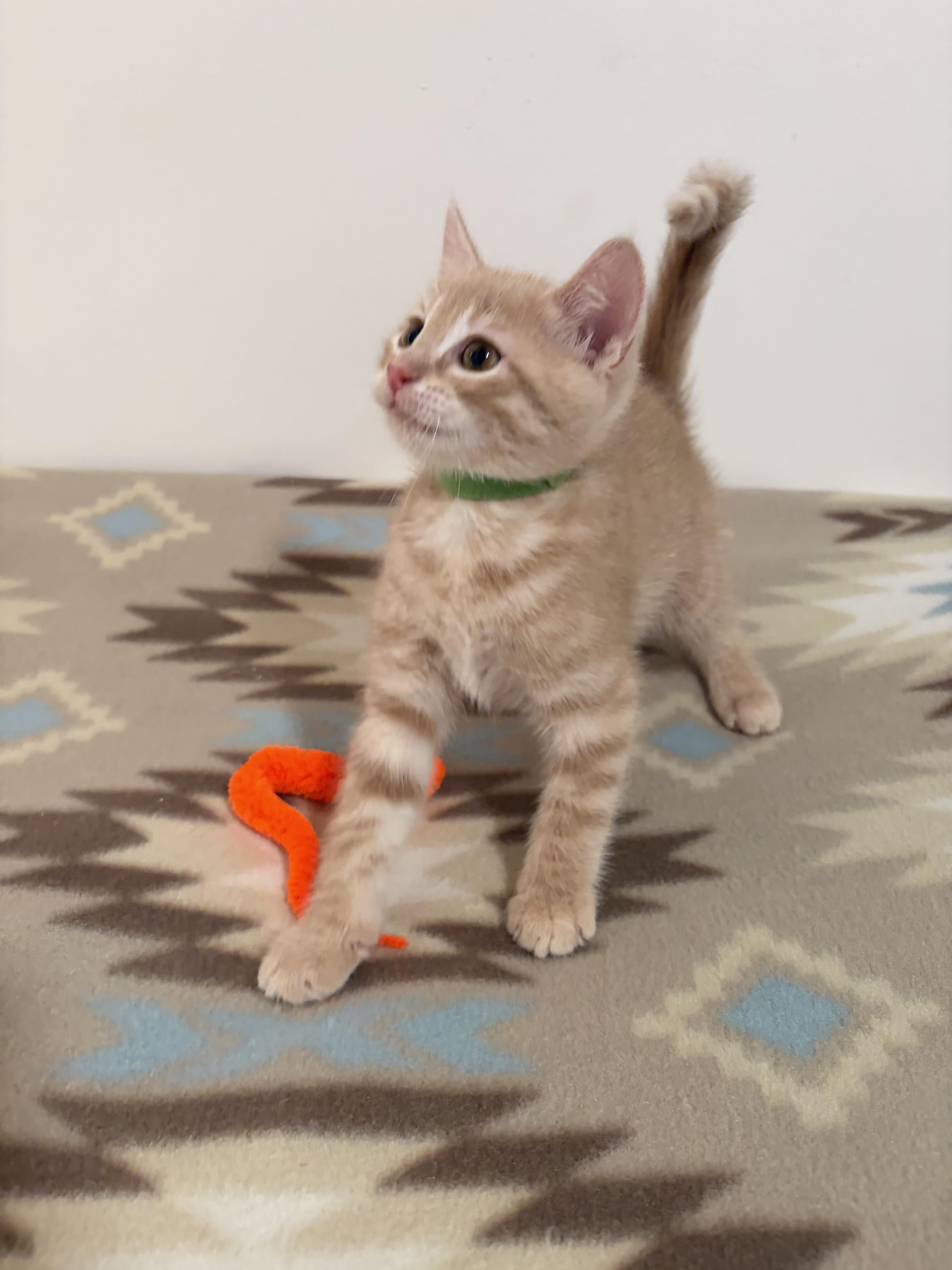 Enlarge Nacho, a Adoptable Domestic Short Hair in Mechanicsburg, PA image 2/4
