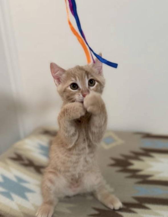 Nacho, Adoptable, Kitten Male Domestic Short Hair.