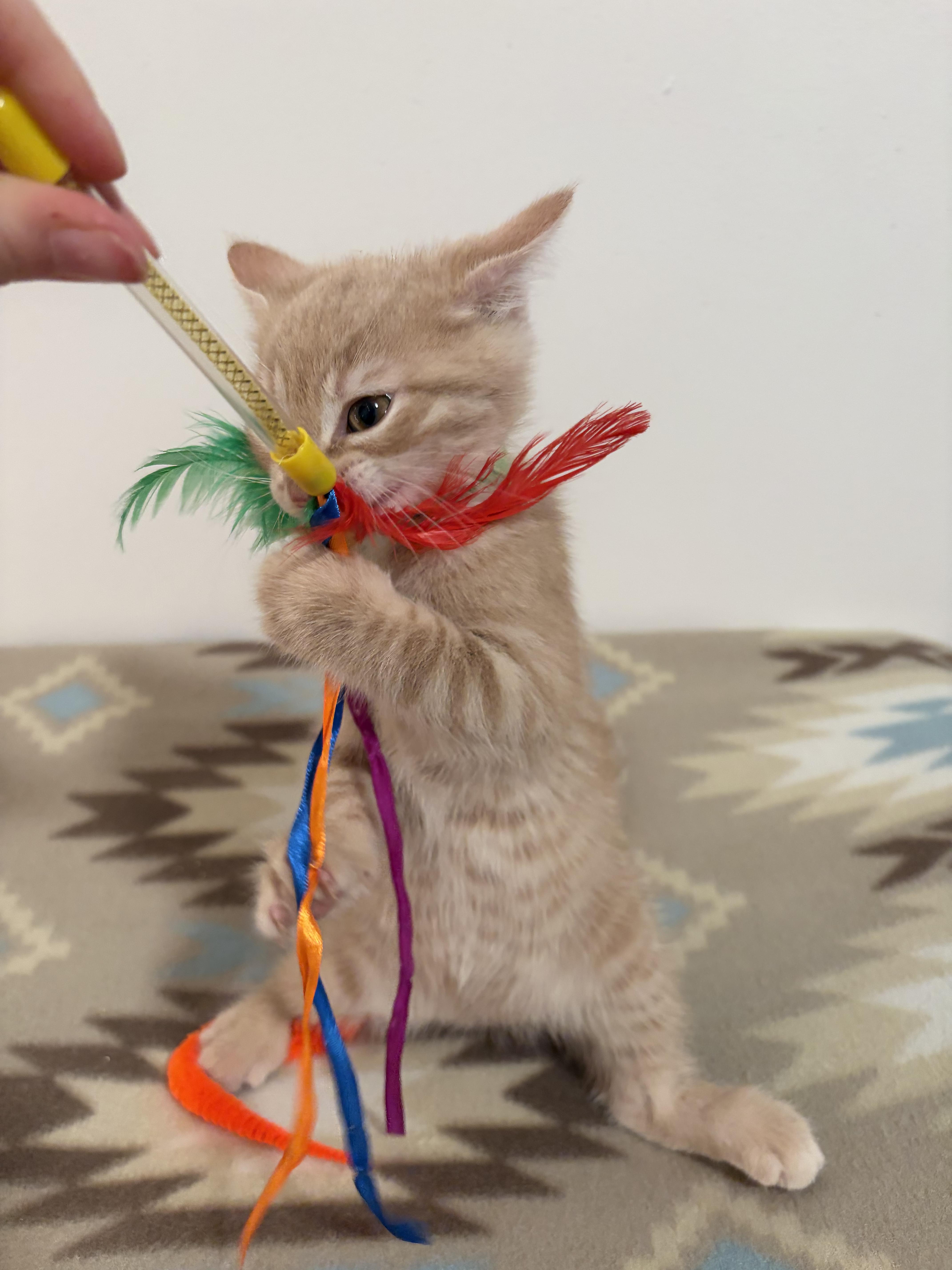 Enlarge Nacho, a Adoptable Domestic Short Hair in Mechanicsburg, PA image 4/4