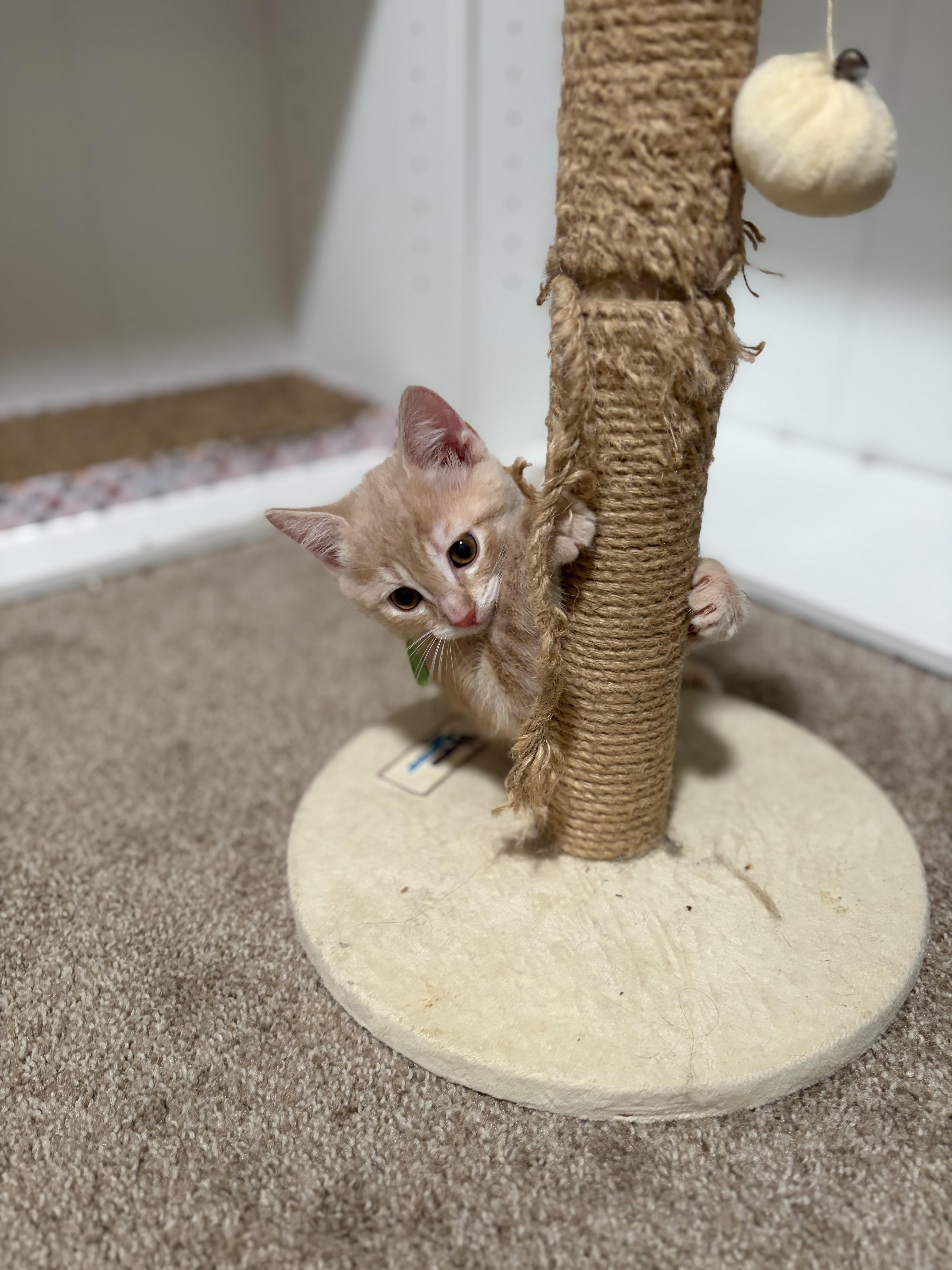 Enlarge Nacho, a Adoptable Domestic Short Hair in Mechanicsburg, PA image 3/4