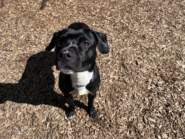 TADPOLE, Adoptable, Young Male Pit Bull Terrier.