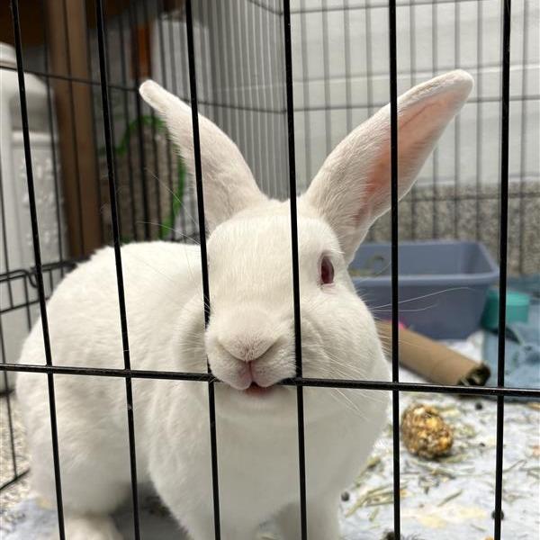 Shelly, Adoptable, Adult Male New Zealand.