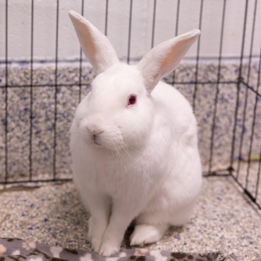 Enlarge Shelly, a Adoptable New Zealand in Mentor, OH image 2/2