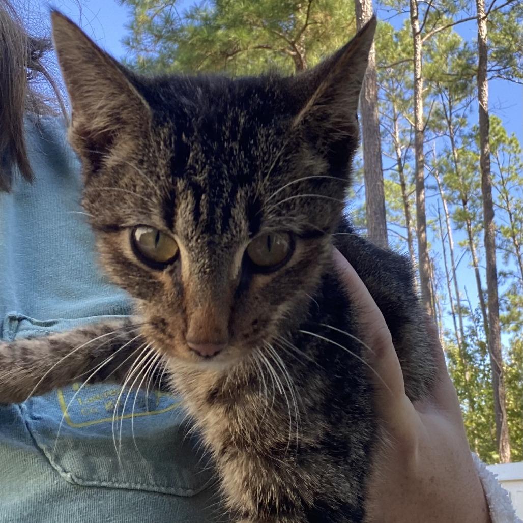 Charlie, Adoptable, Young Female Domestic Short Hair.