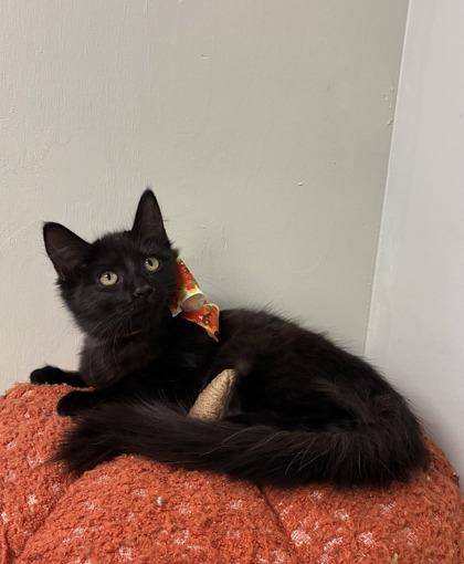 Countess Fluffula, Adoptable, Kitten Female Exotic Shorthair & Domestic Short Hair.