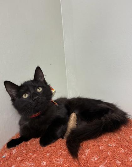 Enlarge Countess Fluffula, a Adoptable mixed breed in Picayune, MS image 2/3