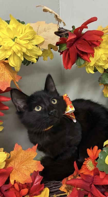 Enlarge Countess Fluffula, a Adoptable mixed breed in Picayune, MS image 3/3
