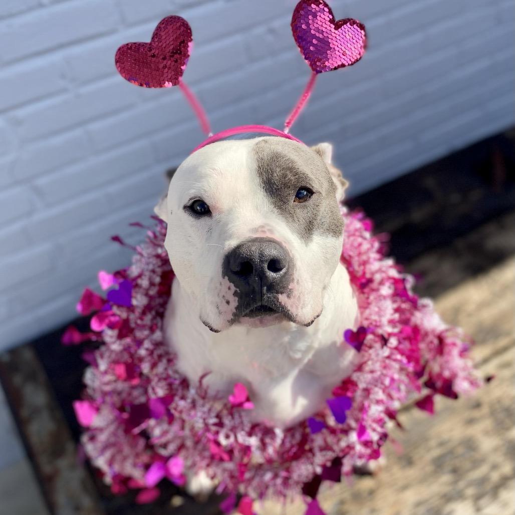 Lincoln (Reduced Rover)