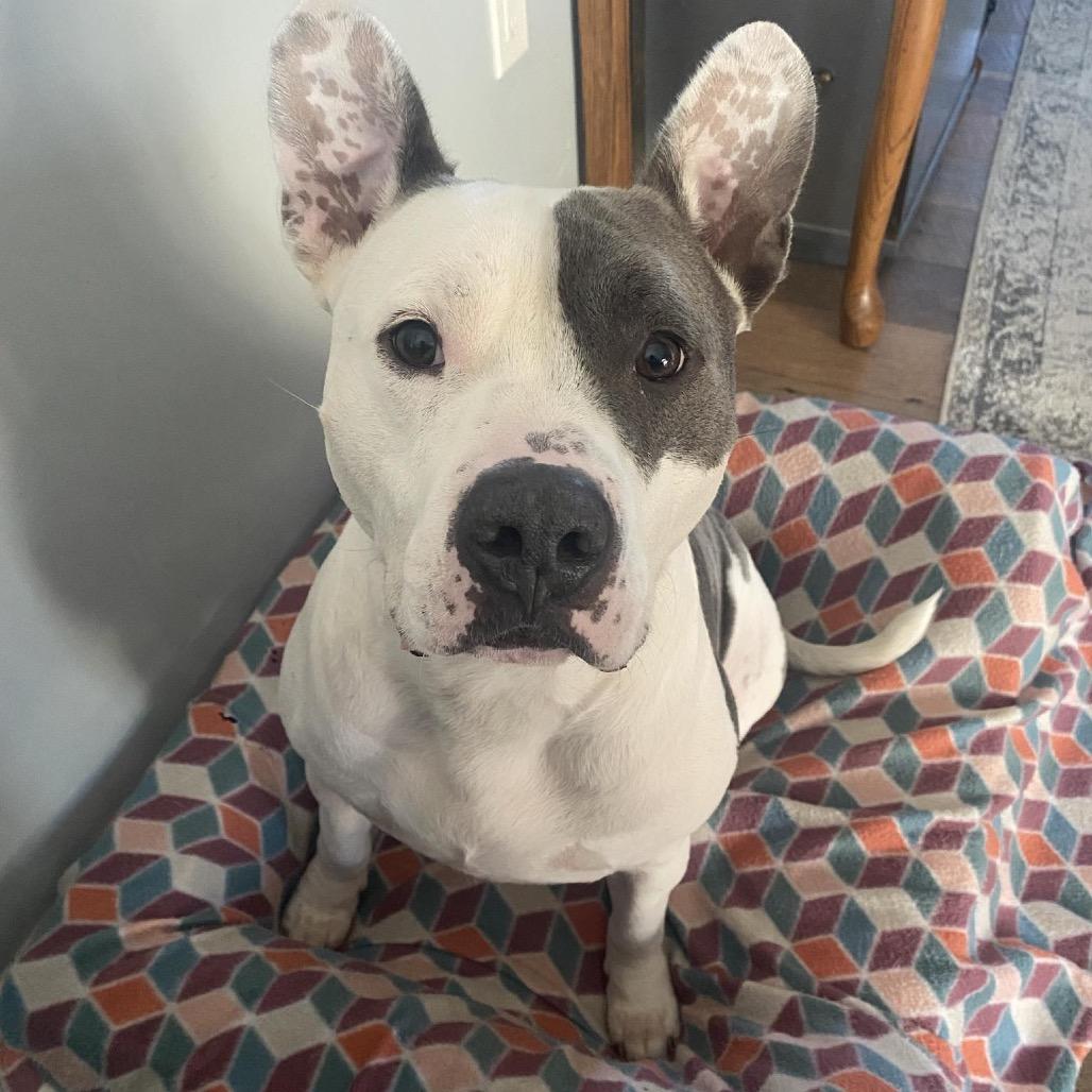 Lincoln (Reduced Rover), Adoptable, Adult Male Terrier & Mixed Breed.