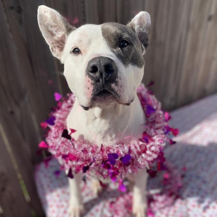 Enlarge Lincoln (Reduced Rover), a Adoptable mixed breed in New Orleans, LA image 2/6
