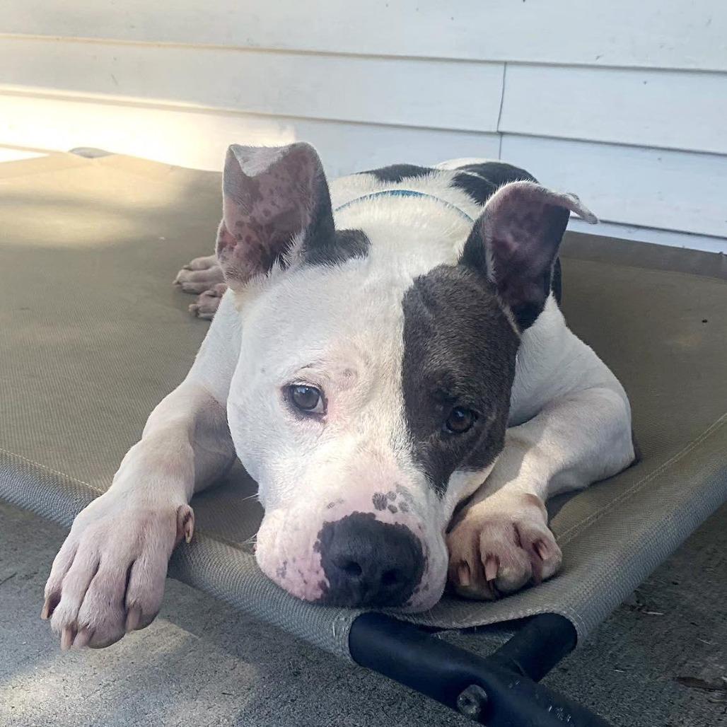 Lincoln (Reduced Rover) — thumbnail 3