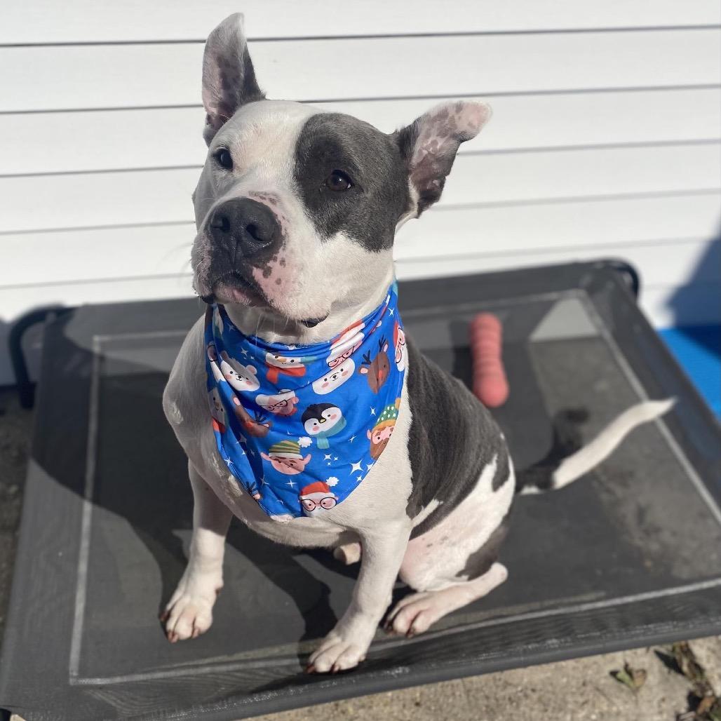 Enlarge Lincoln (Reduced Rover), a Adoptable mixed breed in New Orleans, LA image 3/6