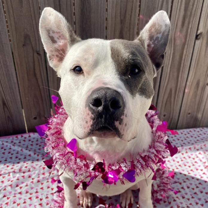 Lincoln (Reduced Rover) — thumbnail 4