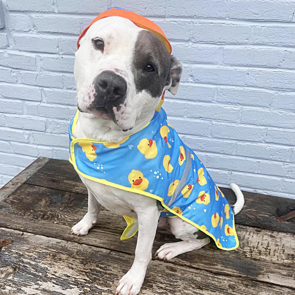 Enlarge Lincoln (Reduced Rover), a Adoptable mixed breed in New Orleans, LA image 4/6