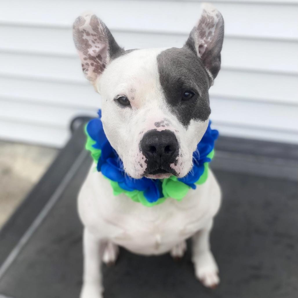 Enlarge Lincoln (Reduced Rover), a Adoptable mixed breed in New Orleans, LA image 5/6
