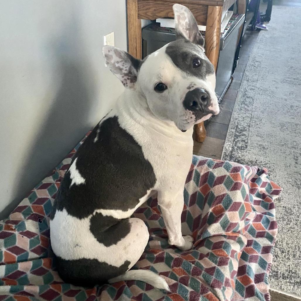 Enlarge Lincoln (Reduced Rover), a Adoptable mixed breed in New Orleans, LA image 6/6
