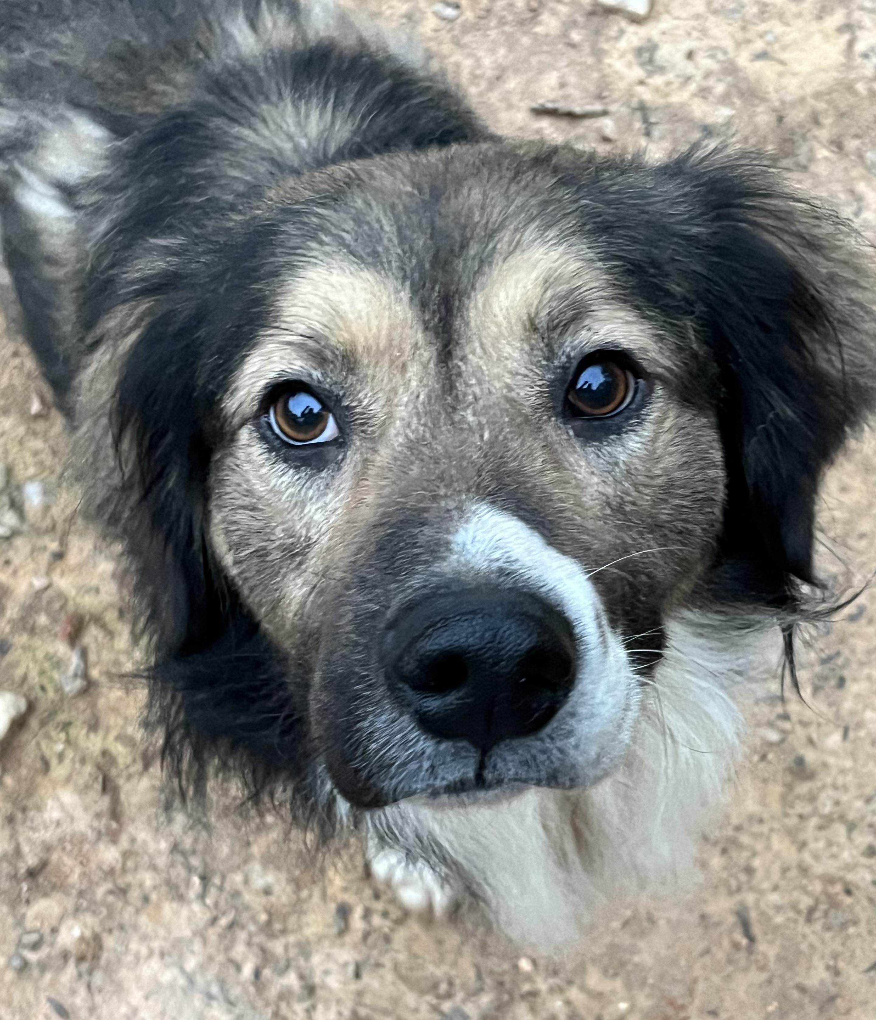 Riley, Adult Male Collie