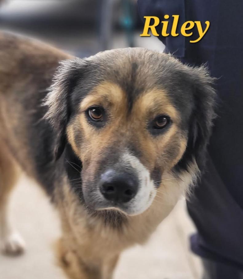 Riley photo 3
