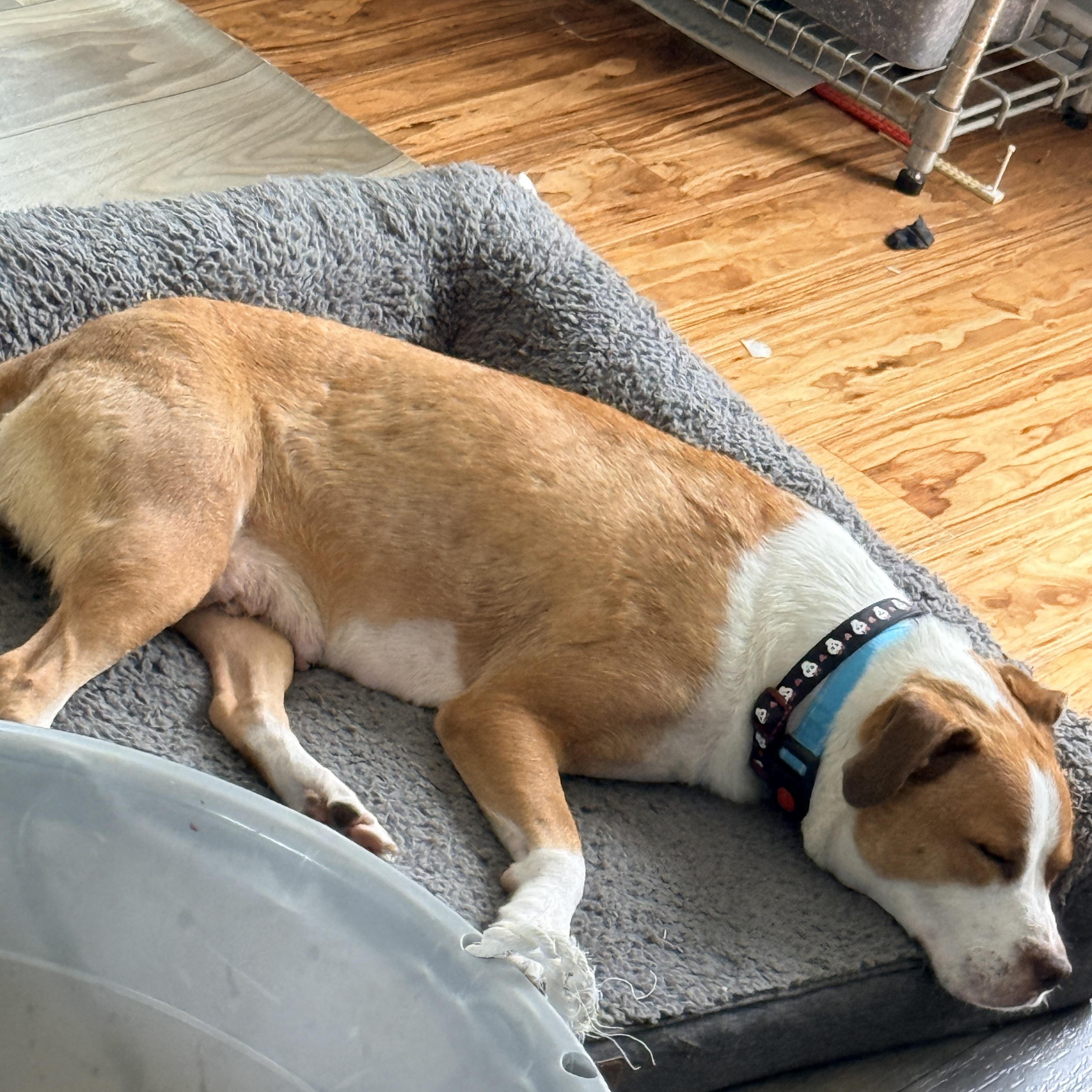 Enlarge Navia, a ADOPTABLE mixed breed in Columbia, MD image 6/6