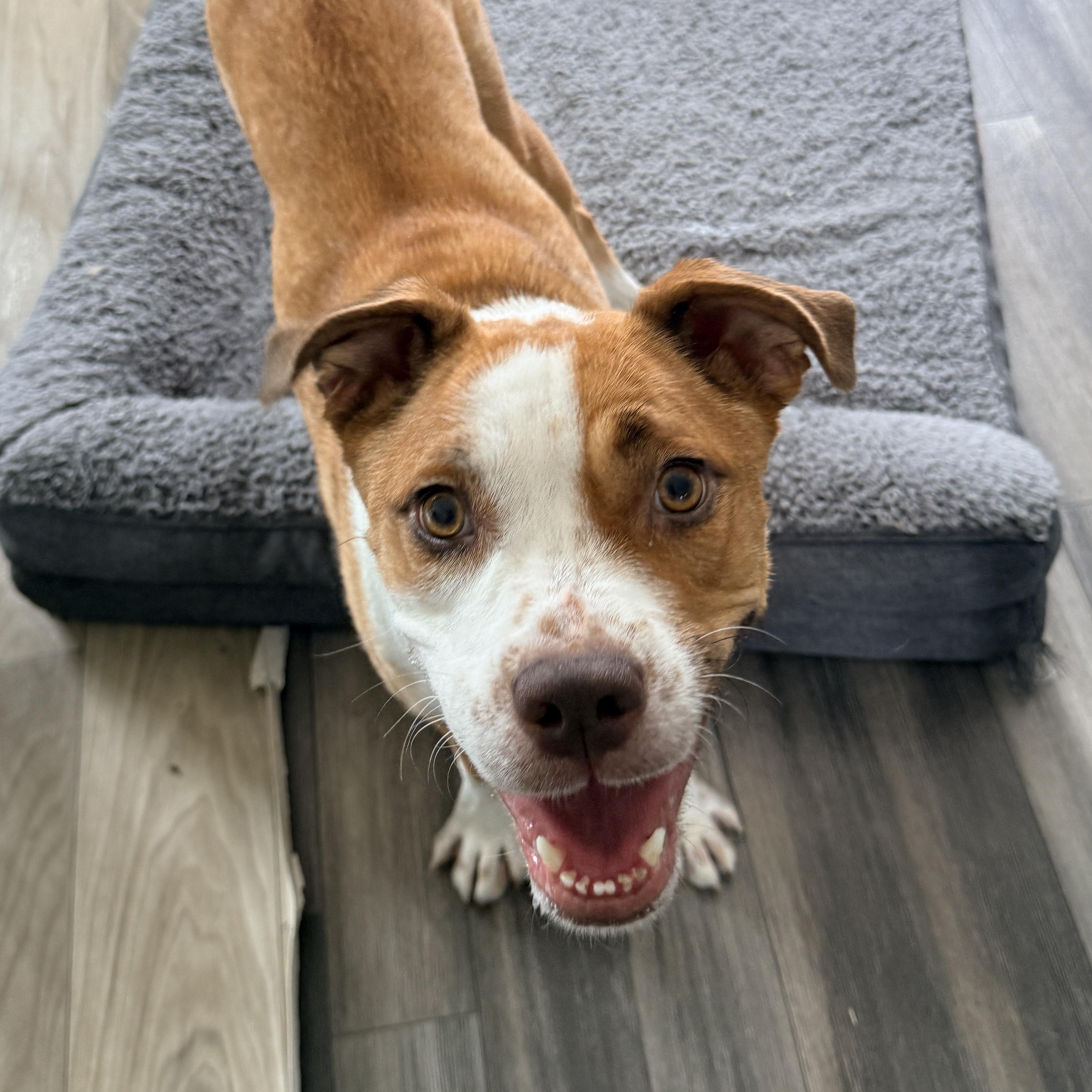 Enlarge Navia, a ADOPTABLE mixed breed in Columbia, MD image 2/6