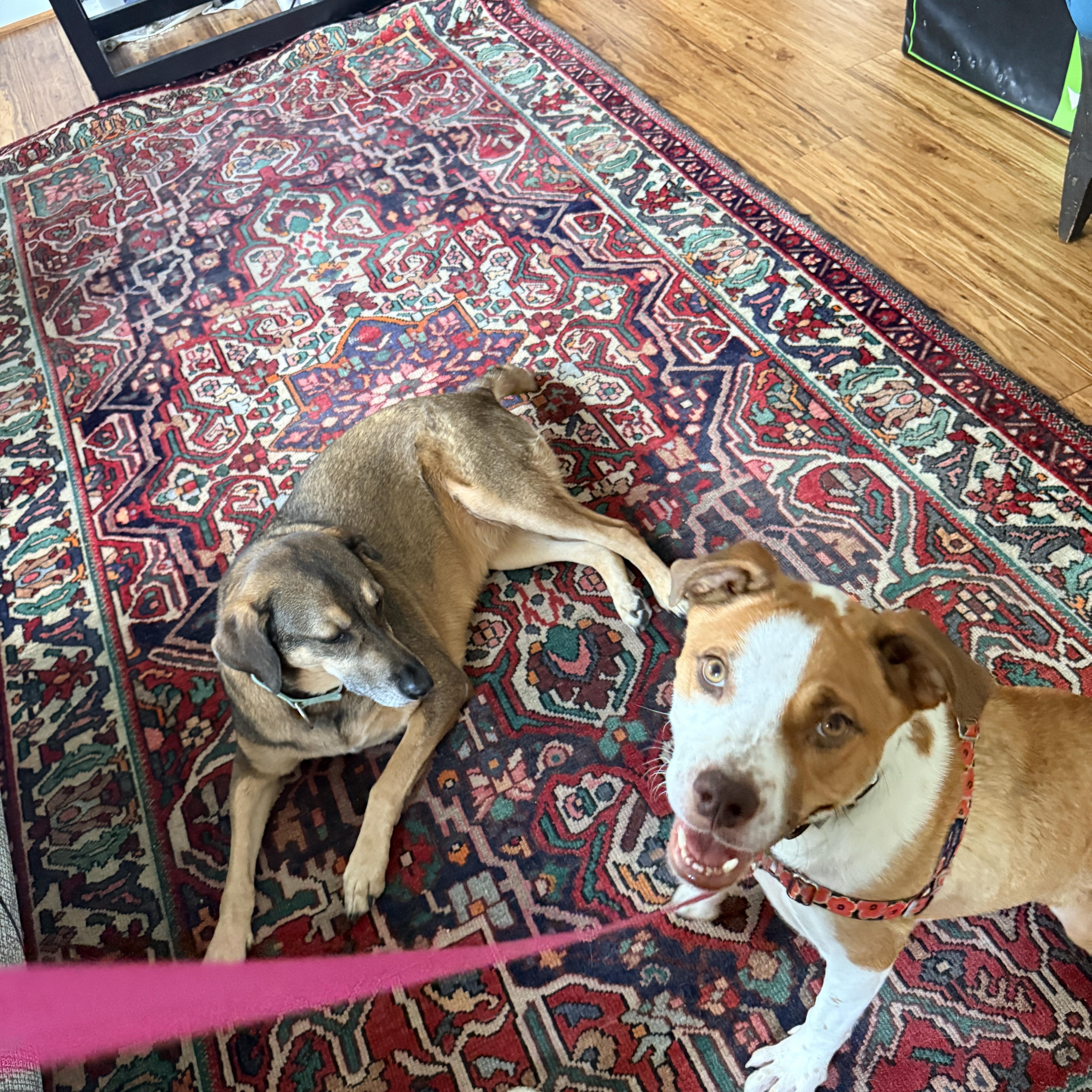 Enlarge Navia, a ADOPTABLE mixed breed in Columbia, MD image 5/6