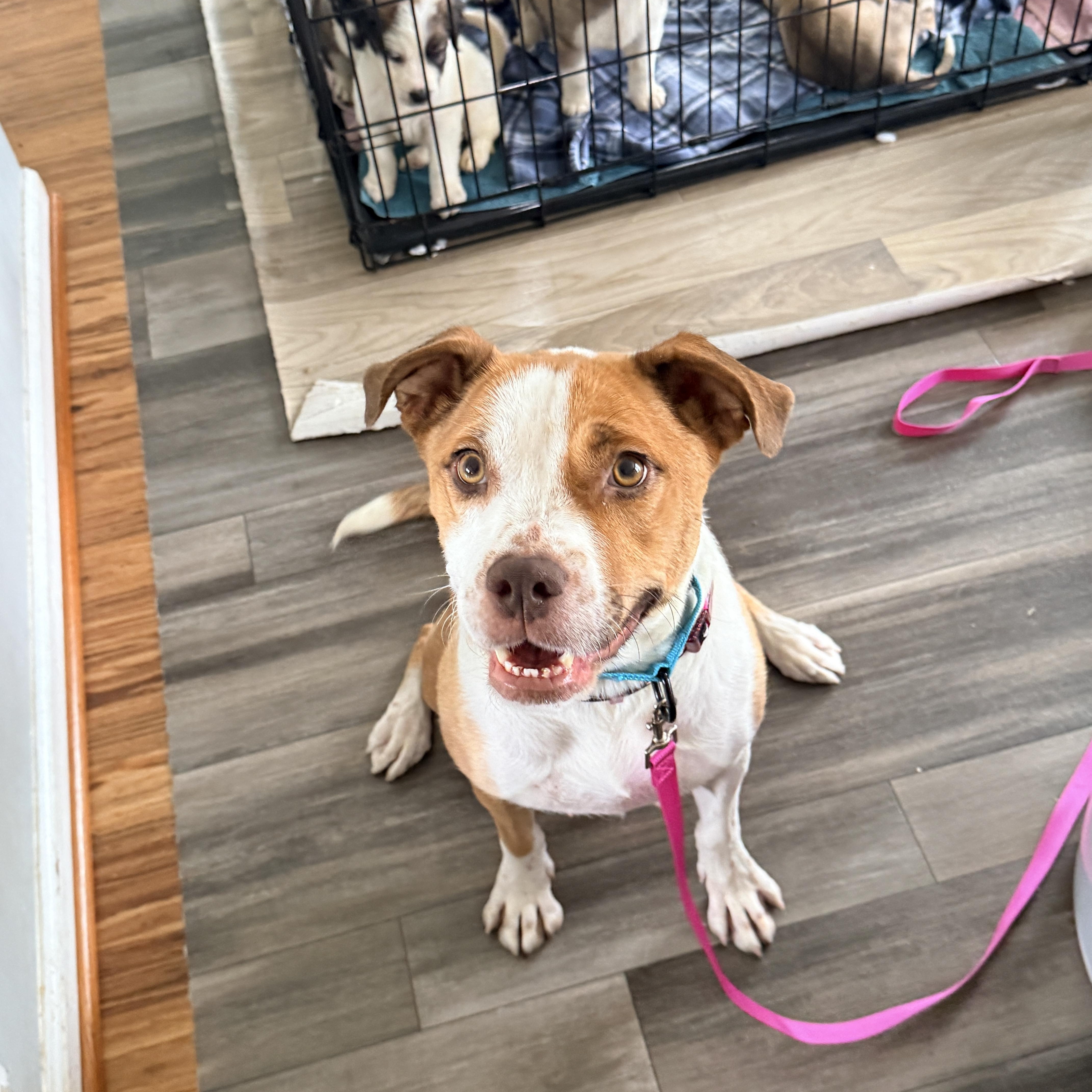 Enlarge Navia, a ADOPTABLE mixed breed in Columbia, MD image 3/6
