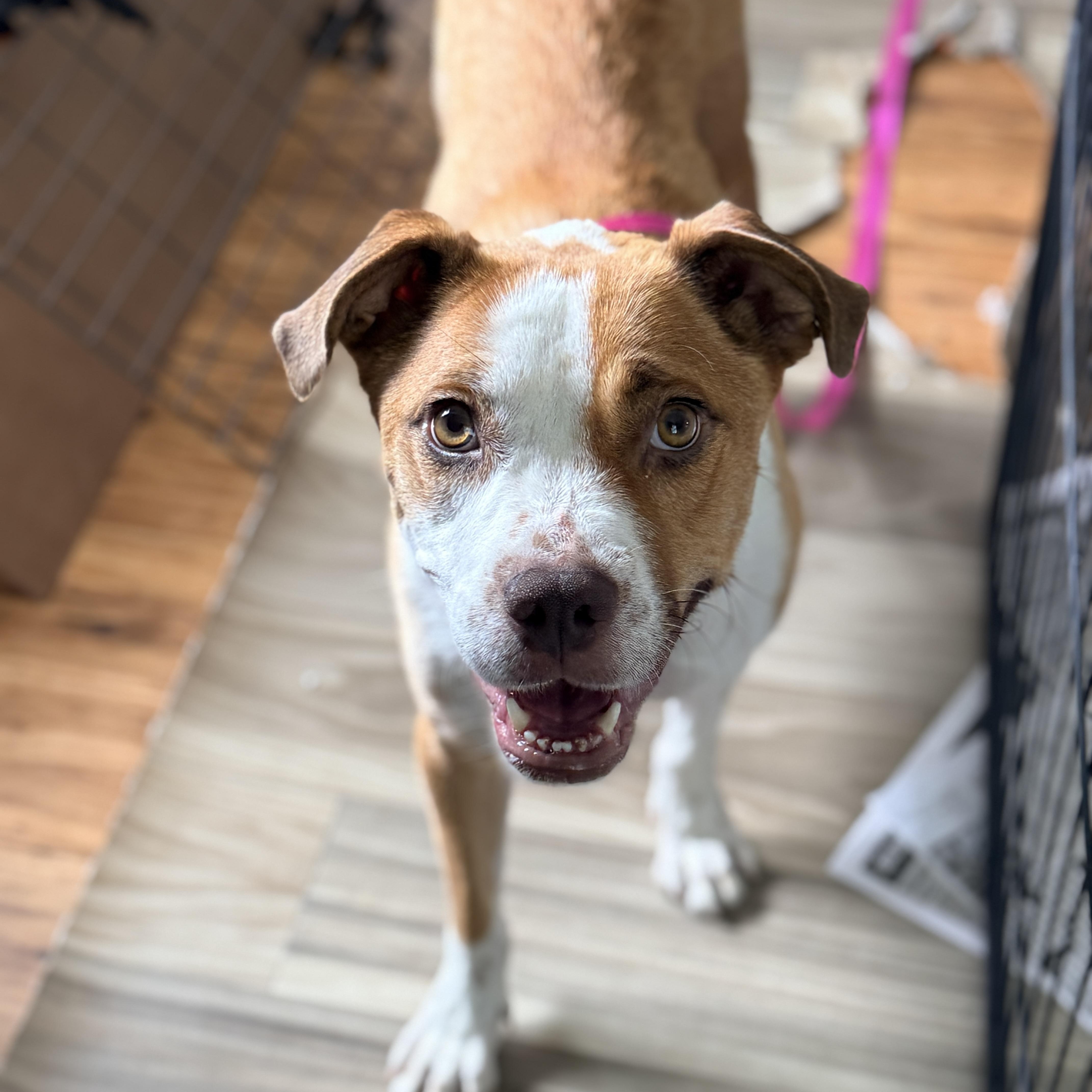 Navia, ADOPTABLE, Adult Female Boxer.