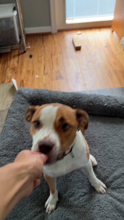 Enlarge Navia, a ADOPTABLE mixed breed in Columbia, MD video 4/6