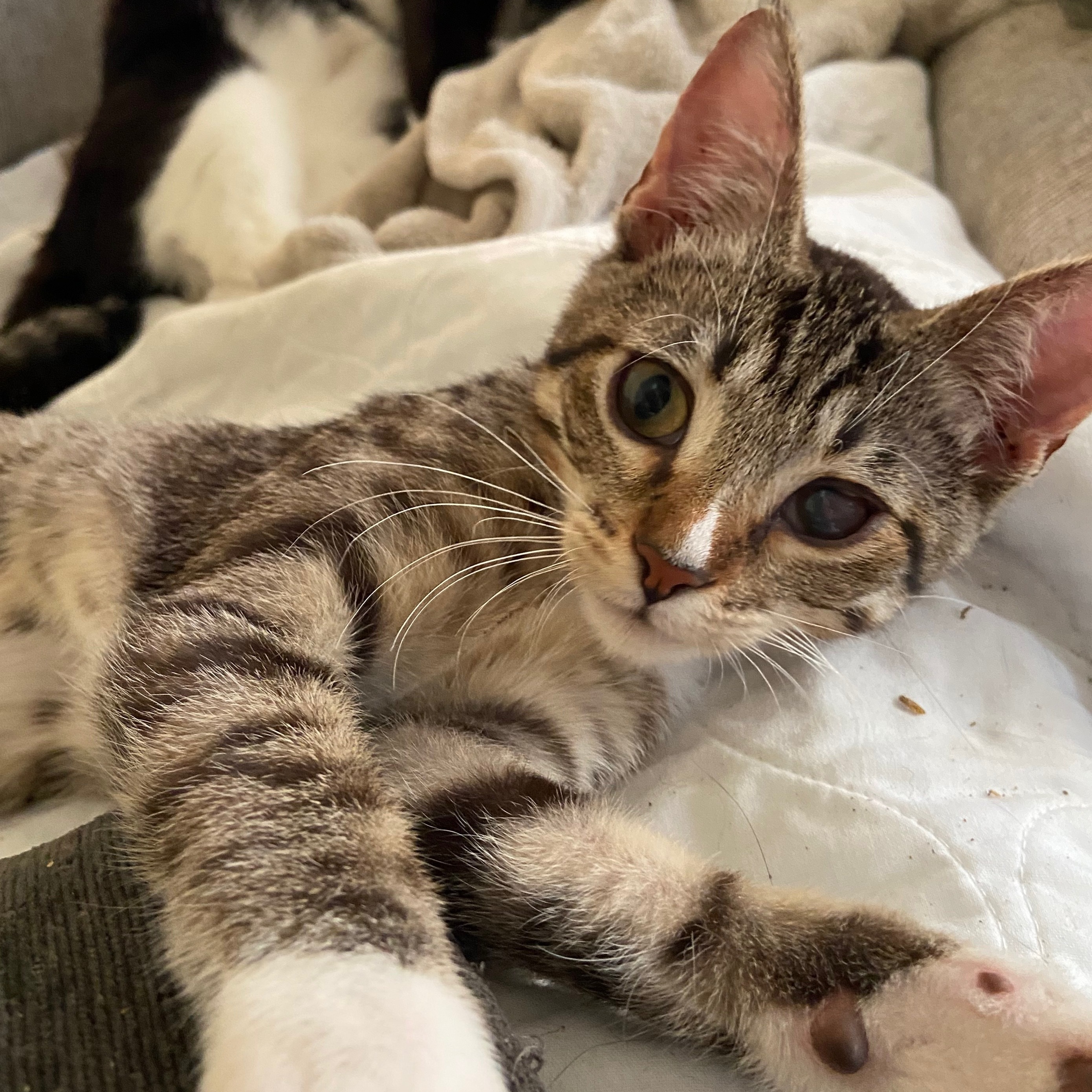 Reese, Adopted, Young Male Domestic Short Hair & Tabby.