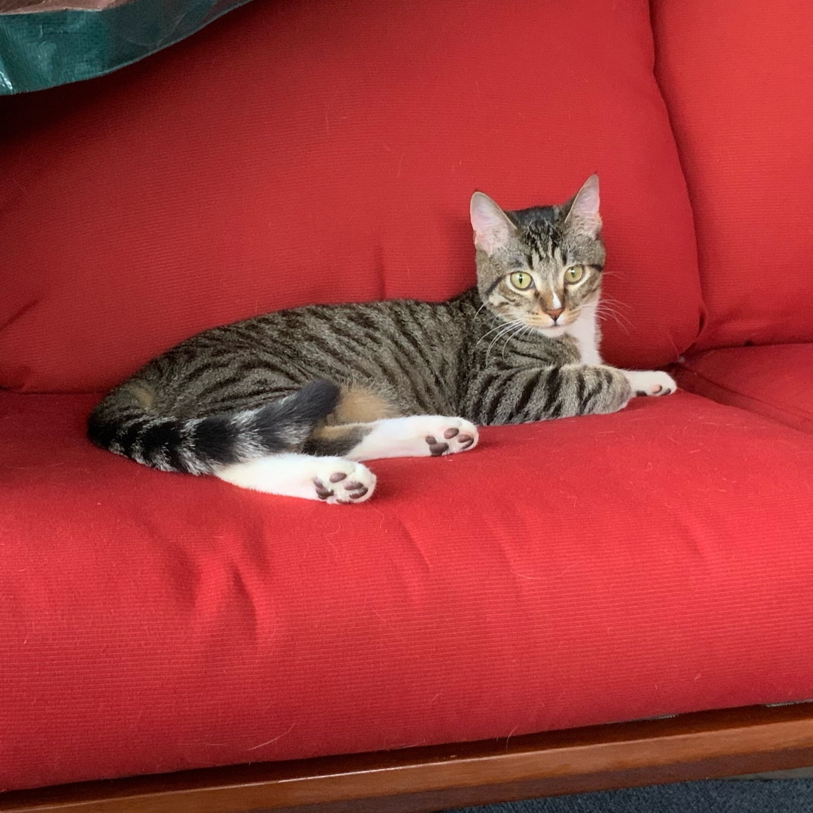 Reese, a Adopted mixed breed in Andover, MN image 2/5