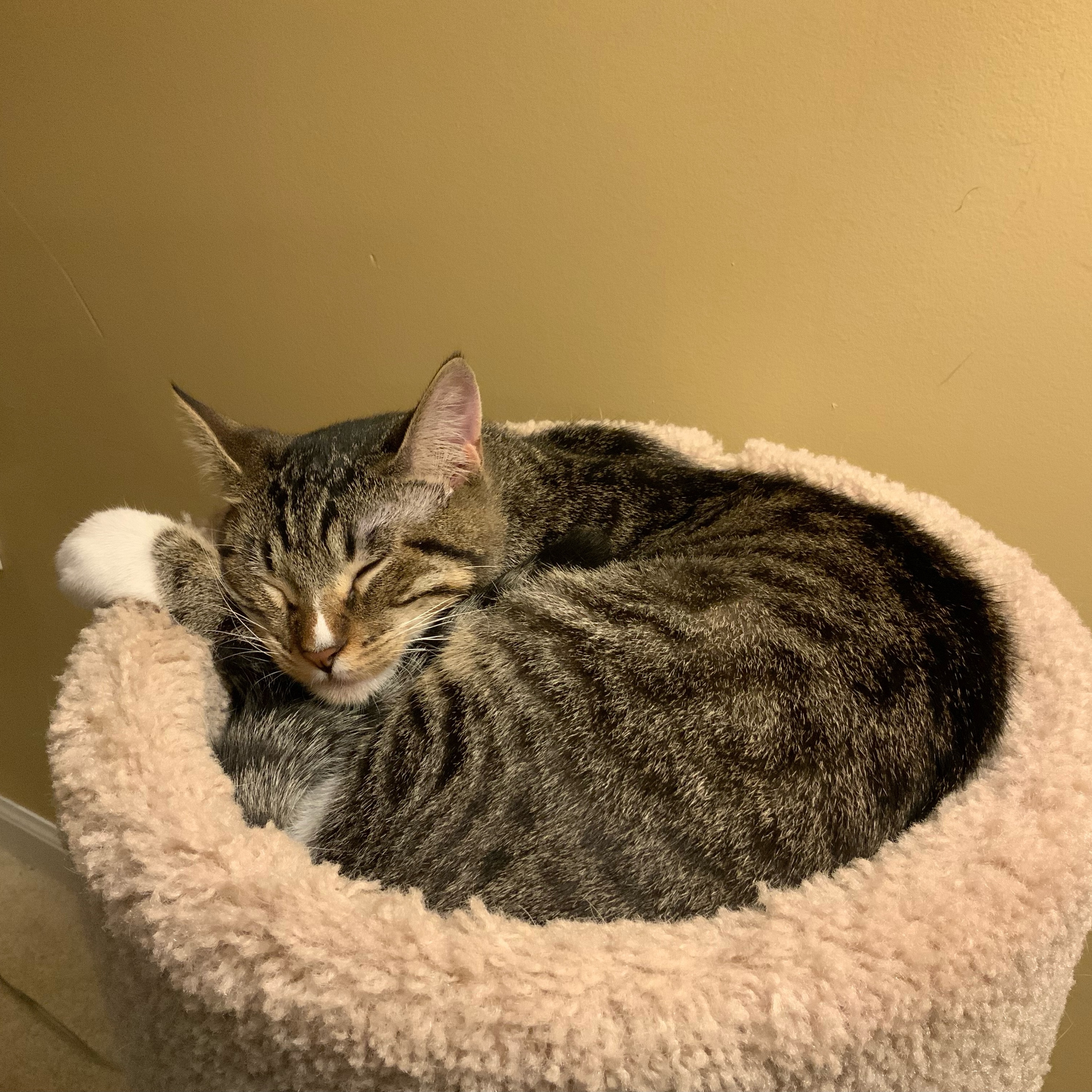 Reese, a Adopted mixed breed in Andover, MN image 3/5