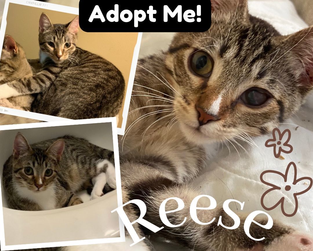 Reese, a Adopted mixed breed in Andover, MN image 4/5