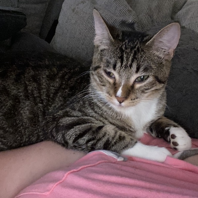 Reese, a Adopted mixed breed in Andover, MN image 5/5