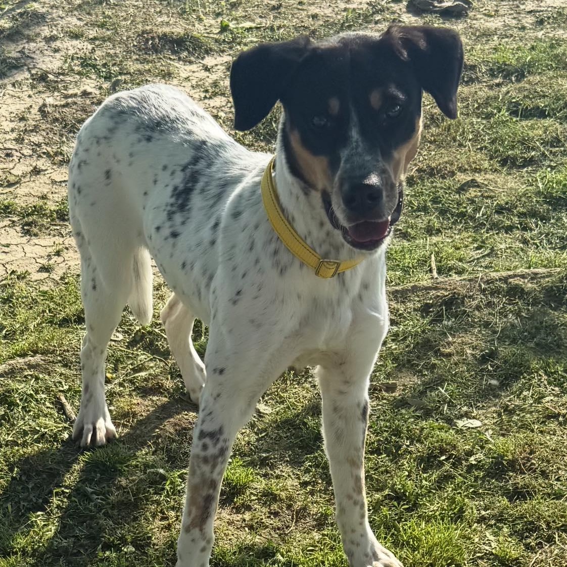 Enlarge Bridget Barkdoe, an adopted Bluetick Coonhound in Plainfield, IL image 3/6