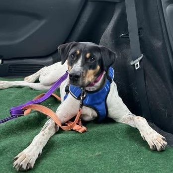 Enlarge Bridget Barkdoe, an adopted Bluetick Coonhound in Plainfield, IL image 4/6