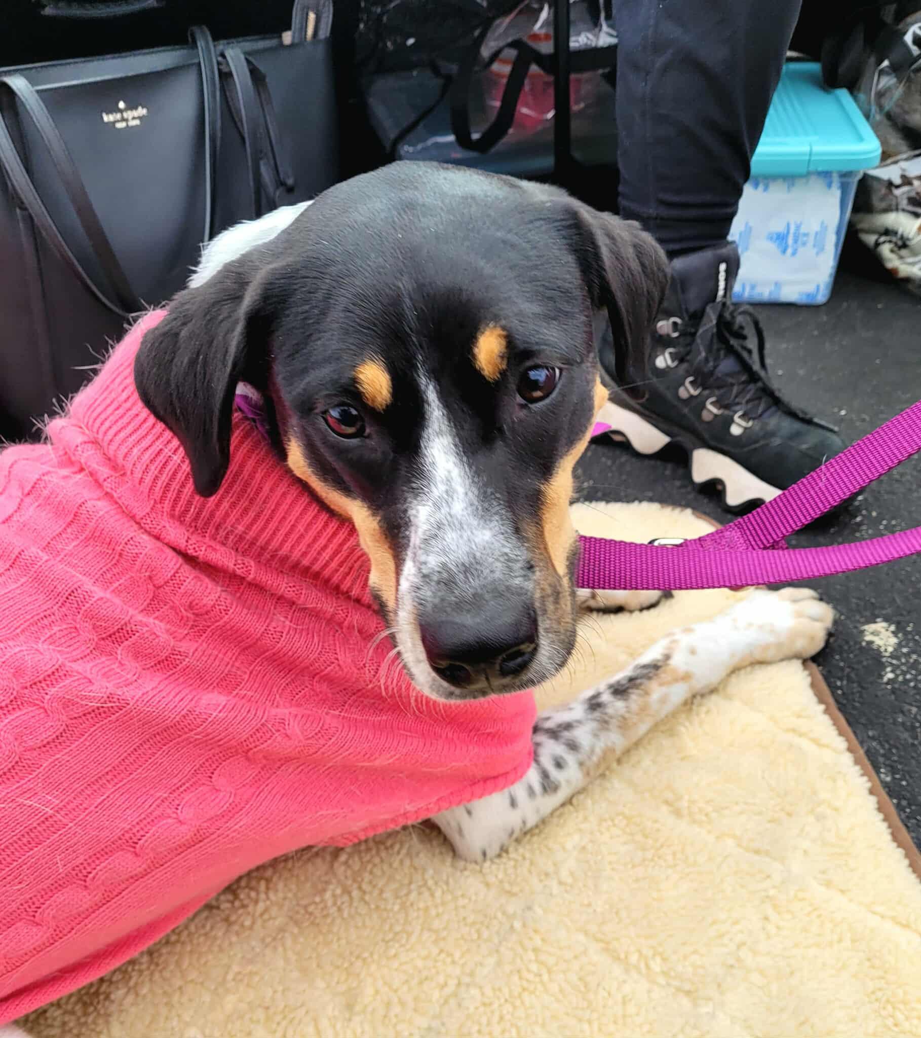 Enlarge Bridget Barkdoe, an adopted Bluetick Coonhound in Plainfield, IL image 1/6