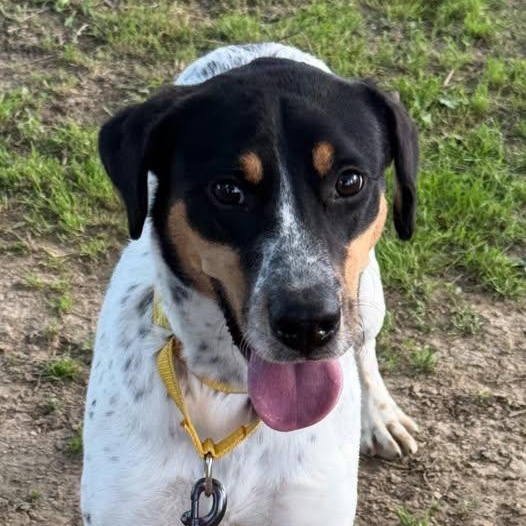 Enlarge Bridget Barkdoe, an adopted Bluetick Coonhound in Plainfield, IL image 5/6