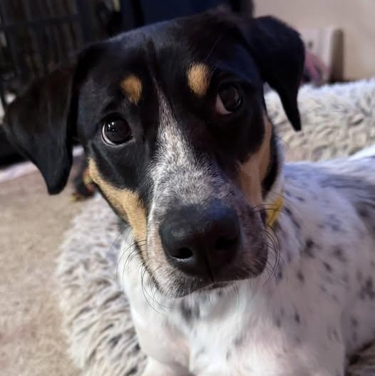 Enlarge Bridget Barkdoe, an adopted Bluetick Coonhound in Plainfield, IL image 6/6