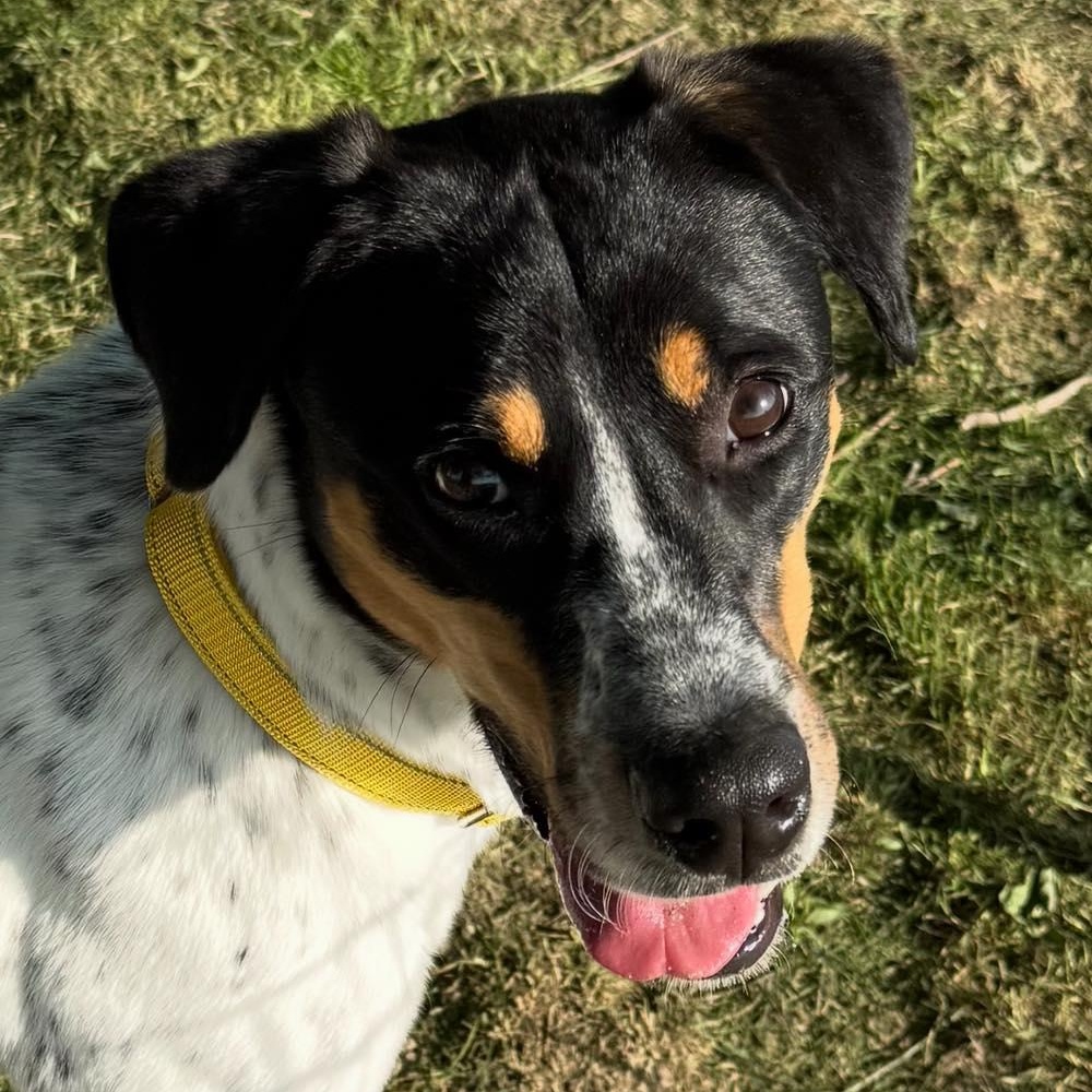 Enlarge Bridget Barkdoe, an adopted Bluetick Coonhound in Plainfield, IL image 2/6