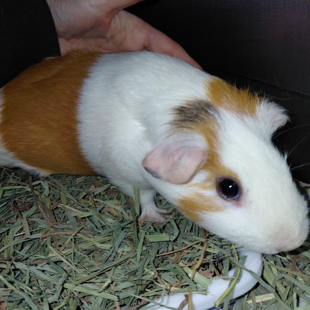 Rosie, Adoptable, Adult Female Guinea Pig.