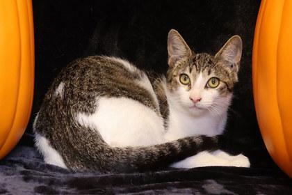 Enlarge Fall, a Adoptable Domestic Short Hair in Fort Worth, TX image 1/2