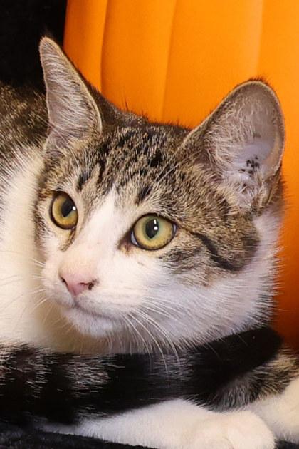 Fall, Adoptable, Young Female Domestic Short Hair & Domestic Short Hair.