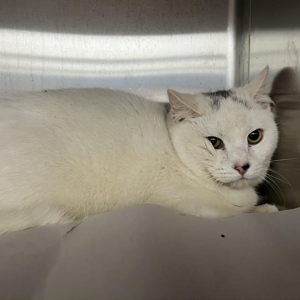 Ivory, Adoptable, Young Female Domestic Short Hair.