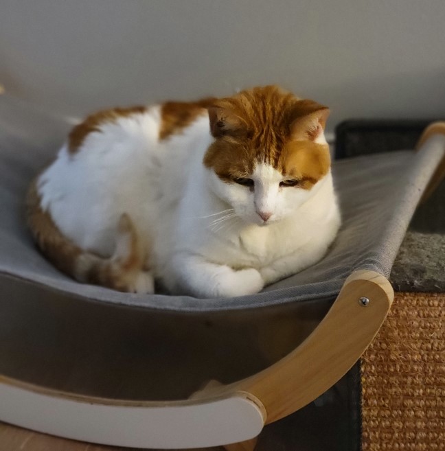 Marigold, a Adoptable Domestic Short Hair in Closter, NJ image 3/5