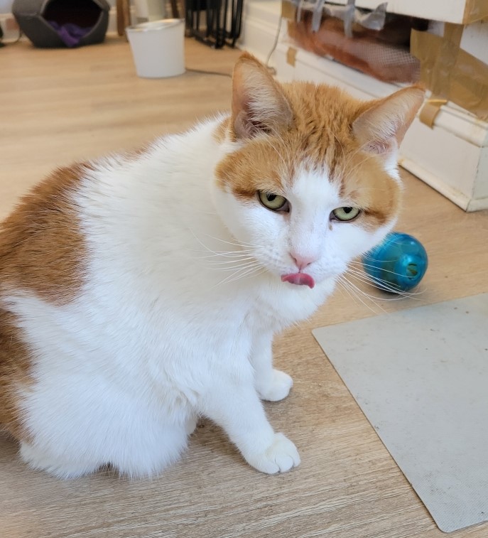 Marigold, a Adoptable Domestic Short Hair in Closter, NJ image 4/5