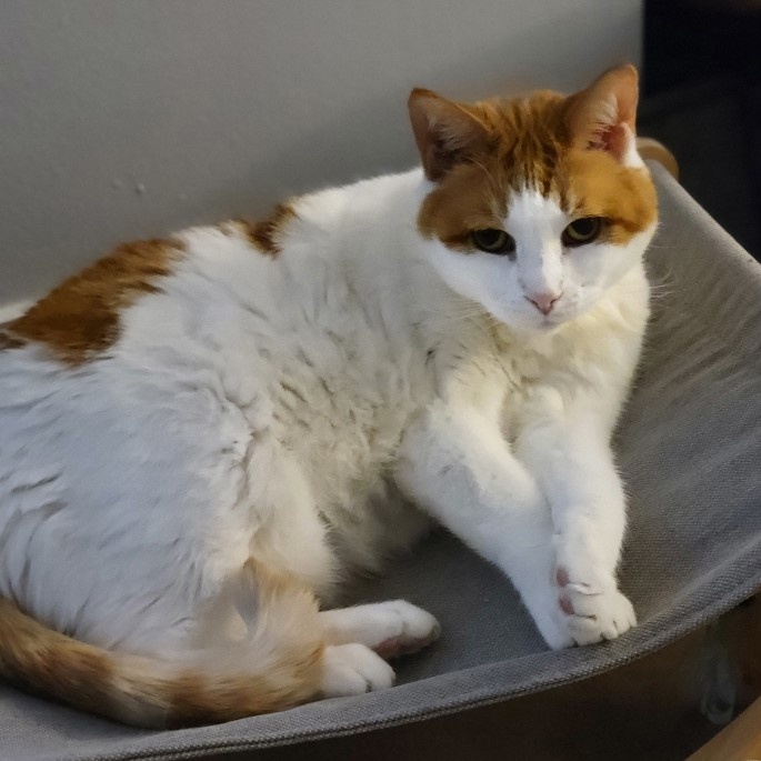 Marigold, a Adoptable Domestic Short Hair in Closter, NJ image 2/5