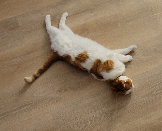 Marigold, a Adoptable Domestic Short Hair in Closter, NJ image 5/5