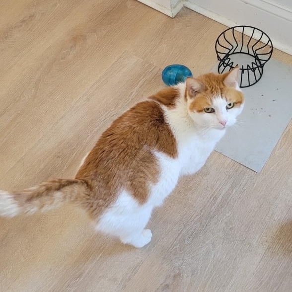 Marigold, Adoptable, Adult Female Domestic Short Hair.