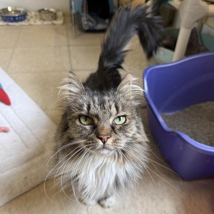 Tabby, Adoptable, Adult Female Domestic Long Hair & Domestic Short Hair.